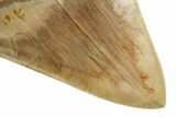 Serrated, Fossil Megalodon Tooth - Indonesia #279199-3